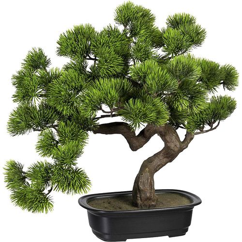 4003529912522 - Bonsai Kiefer in Kunststoffschale Höhe 400 mm Schale 220 x 150 x 60 mm 4003529912522 - Bonsai Kiefer in Kunststoffschale Höhe 400 mm Schale 220 x 150 x 60 mm