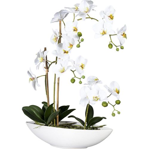 4003529918760 - Phalaenopsis in Keramikschale weiß Höhe 600 mm kaiserkraft