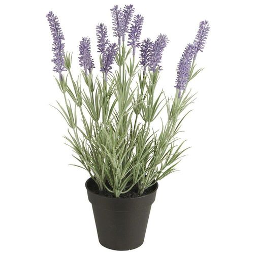 5709898362157 - Lavendelpflanze in Topf H 40 Ø 18 cm 5709898362157 - Lavendelpflanze in Topf H 40 Ø 18 cm