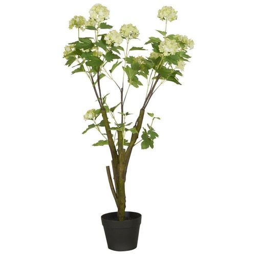 5709898362089 - Schneeballstrauch in Topf H 104 Ø 35 cm 5709898362089 - Schneeballstrauch in Topf H 104 Ø 35 cm