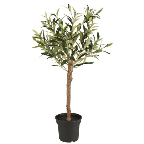 5709898362102 - Olivenbaum in Topf H 75 Ø 30 cm 5709898362102 - Olivenbaum in Topf H 75 Ø 30 cm