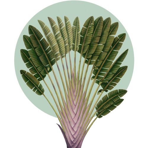 4055065176814 - Wandbild »Botanical Garden Pinnate Palm« (1 St) Deutsches Premium-Poster Fotopapier mit seidenmatter Oberfläche und hoher Lichtbeständigkeit Für fotorealistische Drucke mit gestochen scharfen Details und hervorragender Farbbrillanz