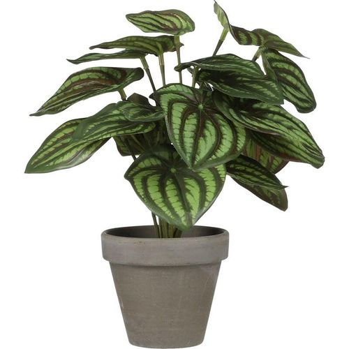 8718861774269 - - Mica Kunstpflanze Peperomia grün im Topf ø 23 x 24 cm Zimmerpflanze