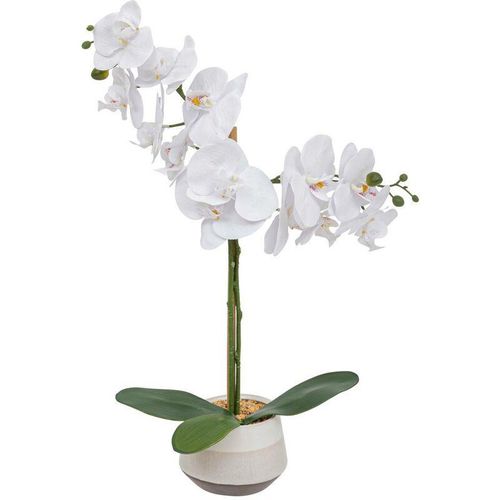 3560232812057 - Atmosphera - Künstlich Orchidee Clera Weiß