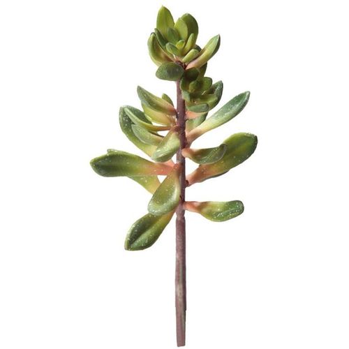 4011444370365 - Kalanchoe Höhe 20 cm - Hobby 4011444370365 - Kalanchoe Höhe 20 cm - Hobby