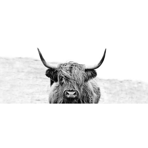 4019449463839 - Glasbild HIGHLAND CATTLE II (BHT 125x50x140 cm) PRO ART