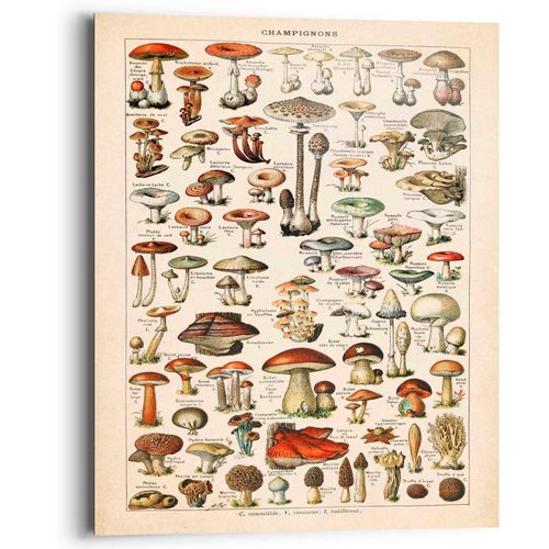 8714597626377 - Deco-Panel REINDERS Schwammerl Bilder Gr B H T 40 cm x 50 cm x 2 cm beige Kunstdrucke