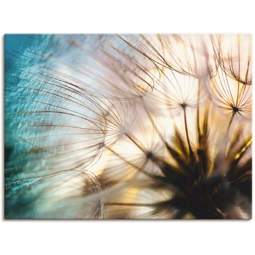 4059745195331 - Wandbild ARTLAND Pusteblume Makro abstrakt Bilder Gr B H 40 cm x 30 cm Leinwandbild Blumen 1 St beige (naturfarben) Bild Kunstdruck Kunstdrucke Bilder als Alubild Leinwandbild Wandaufkleber oder Poster in versch Größen