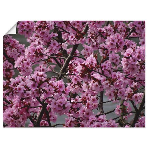 4059745697781 - Wandbild ARTLAND Japanische Zierkirschen Blüte Bilder Gr B H 60 cm x 45 cm Poster Bäume Querformat 1 St pink Bild Leinwandbild Kunstdrucke Bilder als Alubild Leinwandbild Wandaufkleber oder Poster in versch Größen