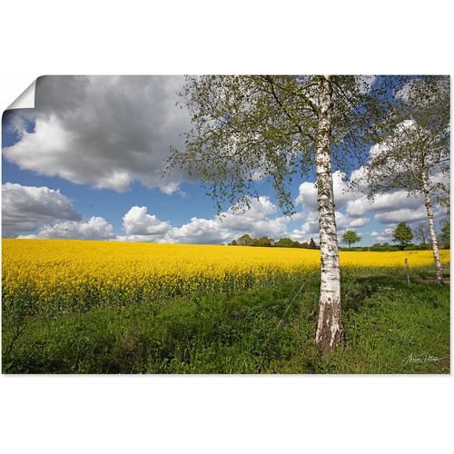 4062144756713 - Wandbild ARTLAND Rapsfeld Bilder Gr B H 120 cm x 80 cm Poster Wiesen & Baumbilder Querformat 1 St gelb Kunstdrucke als Alubild Leinwandbild Wandaufkleber oder Poster in versch Größen