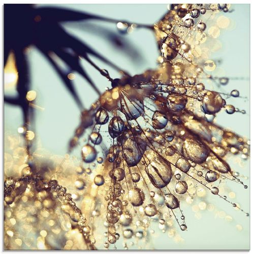 4058661285720 - Glasbild ARTLAND Pusteblume Goldener Regen Bilder Gr B H 50 cm x 50 cm Glasbild Blumen quadratisch 1 St blau Bild Glasbild Glasbilder Bilder in verschiedenen Größen
