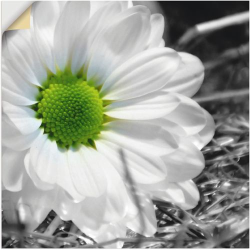 4057738147220 - Wandbild ARTLAND Weiße Blume Bilder Gr B H 40 cm x 40 cm Wandaufkleber - Vinyl Blumen 1 St schwarz Kunstdrucke Bilder als Leinwandbild Wandaufkleber oder Poster in versch Größen 4057738147220 - Wandbild ARTLAND Weiße Blume Bilder Gr B H 40 cm x 40 cm Wandaufkleber - Vinyl Blumen 1 St schwarz Kunstdrucke Bilder als Leinwandbild Wandaufkleber oder Poster in versch Größen