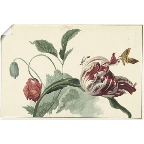 4062144790281 - Wandbild ARTLAND Tulpe und Mohn Bilder Gr B H 60 cm x 40 cm Poster Blumenbilder Querformat 1 St grün Kunstdrucke als Alubild Leinwandbild Wandaufkleber oder Poster in versch Größen 4062144790281 - Wandbild ARTLAND Tulpe und Mohn Bilder Gr B H 60 cm x 40 cm Poster Blumenbilder Querformat 1 St grün Kunstdrucke als Alubild Leinwandbild Wandaufkleber oder Poster in versch Größen