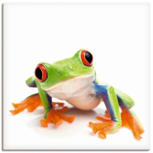 4055327233378 - Wandbild ARTLAND Großaufnahme eines Frosches vor weiß Bilder Gr B H 30 cm x 30 cm Leinwandbild Wassertiere quadratisch 1 St weiß Bild Poster Bilder als Alubild Leinwandbild Wandaufkleber oder in versch Größen