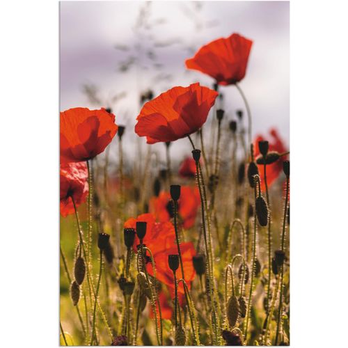 4062144096093 - Wandbild ARTLAND Mohnblumen im Morgenlicht Bilder Gr B H 40 cm x 60 cm Alu-Dibond-Druck Blumenwiese 1 St rot Bild Kunstdruck Leinwandbild Kunstdrucke Bilder als Alubild Leinwandbild Wandaufkleber oder Poster in versch Größen 4062144096093 - Wandbild ARTLAND Mohnblumen im Morgenlicht Bilder Gr B H 40 cm x 60 cm Alu-Dibond-Druck Blumenwiese 1 St rot Bild Kunstdruck Leinwandbild Kunstdrucke Bilder als Alubild Leinwandbild Wandaufkleber oder Poster in versch Größen