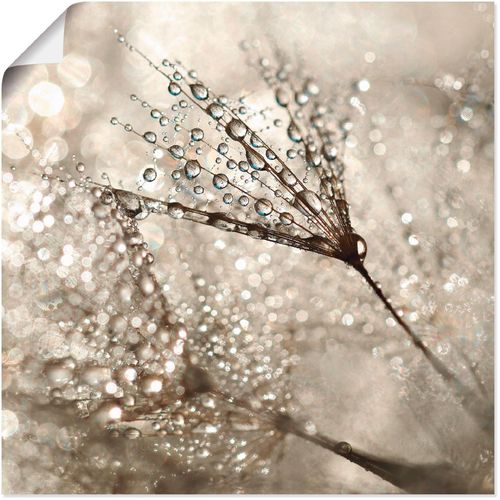4057738025740 - Wandbild ARTLAND Pusteblume Tautropfen Bilder Gr B H 70 cm x 70 cm Poster Blumen 1 St beige (naturfarben) Bild Kunstdruck Leinwandbild Metallbilder Bilder als Alubild Leinwandbild Wandaufkleber oder Poster in versch Größen