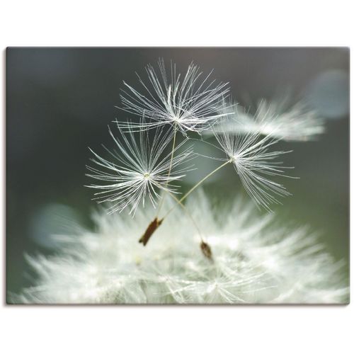 4057738025863 - Wandbild ARTLAND Pusteblume Facility Bilder Gr B H 120 cm x 90 cm Leinwandbild Blumen 1 St weiß Bild Kunstdruck Metallbild Metallbilder Bilder als Alubild Leinwandbild Wandaufkleber oder Poster in versch Größen