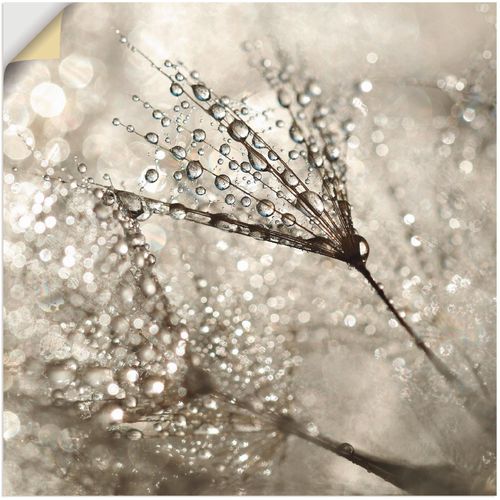 4057738526278 - Wandbild ARTLAND Pusteblume Tautropfen Bilder Gr B H 70 cm x 70 cm Wandaufkleber - Vinyl Blumen 1 St beige (naturfarben) Bild Kunstdruck Leinwandbild Metallbilder Bilder als Alubild Leinwandbild Wandaufkleber oder Poster in versch Größen 4057738526278 - Wandbild ARTLAND Pusteblume Tautropfen Bilder Gr B H 70 cm x 70 cm Wandaufkleber - Vinyl Blumen 1 St beige (naturfarben) Bild Kunstdruck Leinwandbild Metallbilder Bilder als Alubild Leinwandbild Wandaufkleber oder Poster in versch Größen