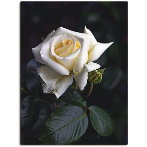 4062144098745 - Wandbild ARTLAND Weiß-gelbe Rose Bilder Gr B H 45 cm x 60 cm Leinwandbild Blumen 1 St beige (naturfarben) Bild Kunstdruck Kunstdrucke Bilder als Alubild Leinwandbild Wandaufkleber oder Poster in versch Größen 4062144098745 - Wandbild ARTLAND Weiß-gelbe Rose Bilder Gr B H 45 cm x 60 cm Leinwandbild Blumen 1 St beige (naturfarben) Bild Kunstdruck Kunstdrucke Bilder als Alubild Leinwandbild Wandaufkleber oder Poster in versch Größen