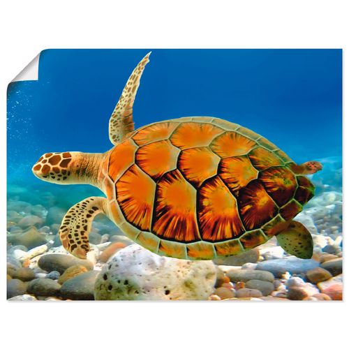 4055327636759 - Wandbild ARTLAND Schildkröte Bilder Gr B H 60 cm x 45 cm Poster Wassertiere Querformat 1 St blau Bild Poster Bilder als Alubild Leinwandbild Wandaufkleber oder in versch Größen