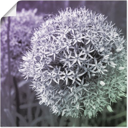 4055327273350 - Wandbild ARTLAND Lila Sensation I Bilder Gr B H 30 cm x 30 cm Poster Blumen 1 St lila Bild Poster Bilder als Alubild Leinwandbild Wandaufkleber oder in versch Größen