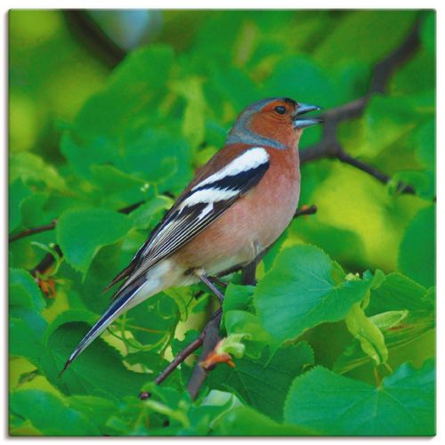 4058661111159 - Wandbild ARTLAND Buchfink Lied Bilder Gr B H 30 cm x 30 cm Leinwandbild Vögel quadratisch 1 St beige (naturfarben) Bild Poster Bilder als Alubild Leinwandbild Wandaufkleber oder in versch Größen
