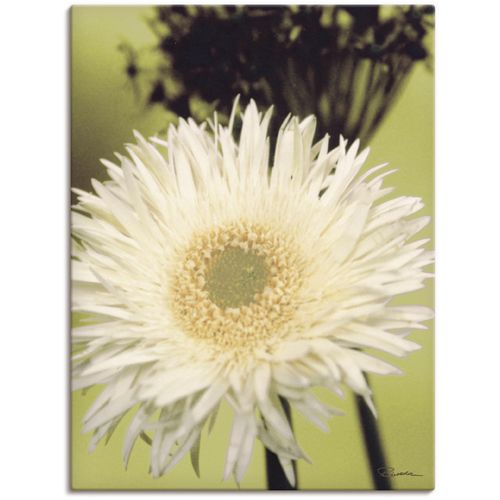 4055327150002 - Wandbild ARTLAND Eine vor grün - Gerbera Bilder Gr B H 30 cm x 40 cm Leinwandbild Blumenbilder Hochformat 1 St grün Kunstdrucke als Alubild Leinwandbild Wandaufkleber oder Poster in versch Größen