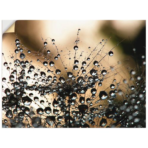 4062144515730 - Wandbild ARTLAND Nasser Löwenzahn Bilder Gr B H 40 cm x 30 cm Wandaufkleber - Vinyl Blumen Querformat 1 St schwarz Bild Metallbild Metallbilder Bilder als Alubild Leinwandbild Wandaufkleber oder Poster in versch Größen 4062144515730 - Wandbild ARTLAND Nasser Löwenzahn Bilder Gr B H 40 cm x 30 cm Wandaufkleber - Vinyl Blumen Querformat 1 St schwarz Bild Metallbild Metallbilder Bilder als Alubild Leinwandbild Wandaufkleber oder Poster in versch Größen