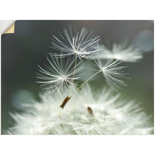 4057738526407 - Wandbild ARTLAND Pusteblume Facility Bilder Gr B H 80 cm x 60 cm Wandaufkleber - Vinyl Blumen 1 St weiß Bild Kunstdruck Metallbild Metallbilder Bilder als Alubild Leinwandbild Wandaufkleber oder Poster in versch Größen