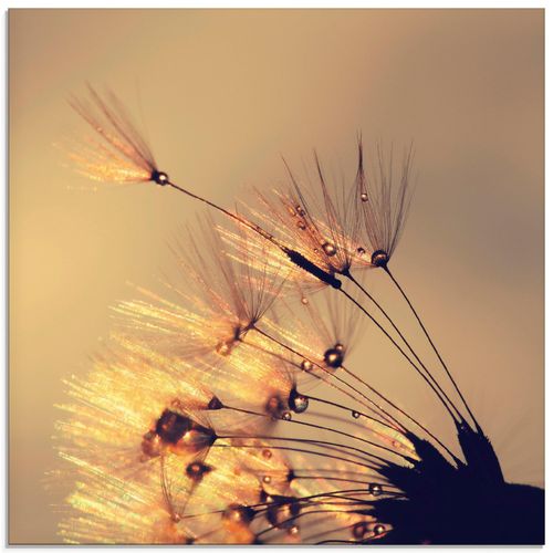 4058661089205 - Glasbild ARTLAND Pusteblume Goldene Schirmchen Bilder Gr B H 30 cm x 30 cm Glasbild Blumen quadratisch 1 St goldfarben Bild Glasbild Glasbilder Bilder in verschiedenen Größen