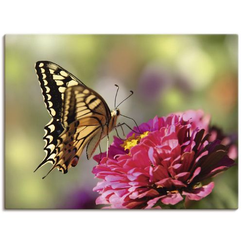 4062144534144 - Wandbild ARTLAND Schmetterling Bilder Gr B H 60 cm x 45 cm Leinwandbild Insekten Querformat 1 St grün Bild Leinwandbild Kunstdrucke Bilder als Alubild Leinwandbild Wandaufkleber oder Poster in versch Größen