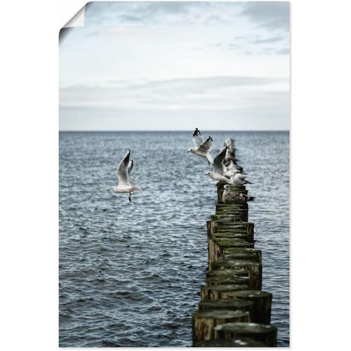 4062144747261 - Wandbild ARTLAND Möwen starten von einer Buhnenreihe Bilder Gr B H 40 cm x 60 cm Poster Vogelbilder Hochformat 1 St blau Kunstdrucke als Alubild Leinwandbild Wandaufkleber oder Poster in versch Größen 4062144747261 - Wandbild ARTLAND Möwen starten von einer Buhnenreihe Bilder Gr B H 40 cm x 60 cm Poster Vogelbilder Hochformat 1 St blau Kunstdrucke als Alubild Leinwandbild Wandaufkleber oder Poster in versch Größen