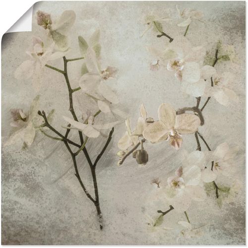 4055327647021 - Wandbild ARTLAND Orchideen Bilder Gr B H 40 cm x 40 cm Poster Blumen 1 St weiß Bild Kunstdruck Kunstdrucke Bilder als Leinwandbild Wandaufkleber oder Poster in versch Größen