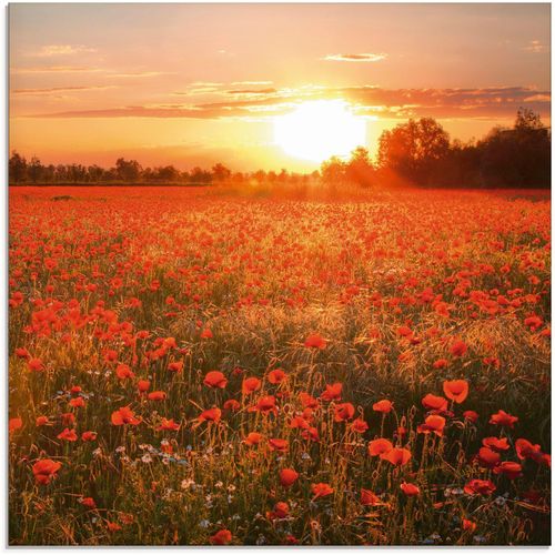 4057738064800 - Glasbild ARTLAND Mohnblumenfeld bei Sonnenuntergang Bilder Gr B H 30 cm x 30 cm Blumen 1 St rot Glasbilder Bilder in verschiedenen Größen 4057738064800 - Glasbild ARTLAND Mohnblumenfeld bei Sonnenuntergang Bilder Gr B H 30 cm x 30 cm Blumen 1 St rot Glasbilder Bilder in verschiedenen Größen