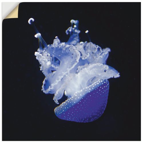 4059745287845 - Wandbild ARTLAND Qualle Aquarium Zoo Bilder Gr B H 30 cm x 30 cm Wandaufkleber - Vinyl Wassertiere quadratisch 1 St blau Bild Poster Bilder als Alubild Leinwandbild Wandaufkleber oder in versch Größen 4059745287845 - Wandbild ARTLAND Qualle Aquarium Zoo Bilder Gr B H 30 cm x 30 cm Wandaufkleber - Vinyl Wassertiere quadratisch 1 St blau Bild Poster Bilder als Alubild Leinwandbild Wandaufkleber oder in versch Größen