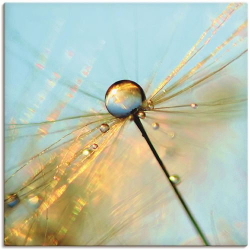 4057738609414 - Wandbild ARTLAND Pusteblume Tautropfen Bilder Gr B H 50 cm x 50 cm Leinwandbild Blumen 1 St blau Bild Kunstdruck Leinwandbild Metallbilder Bilder als Alubild Leinwandbild Wandaufkleber oder Poster in versch Größen