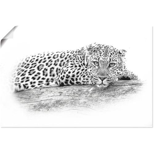 4062144586075 - Wandbild ARTLAND Leopard High Key Optik Bilder Gr B H 90 cm x 60 cm Poster Wildtiere Querformat 1 St schwarz Kunstdrucke als Alubild Leinwandbild Wandaufkleber oder Poster in versch Größen