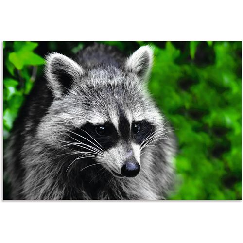 4062144727904 - Wandbild ARTLAND Waschbär Bilder Gr B H 60 cm x 40 cm Alu-Dibond-Druck Wald Querformat 1 St bunt Kunstdrucke als Alubild Leinwandbild Wandaufkleber oder Poster in versch Größen