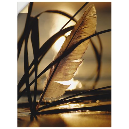 4057738713579 - Wandbild ARTLAND Feder im Abendlicht Bilder Gr B H 30 cm x 40 cm Wandaufkleber - Vinyl Gräser Hochformat 1 St goldfarben Bild Leinwandbild Kunstdrucke Bilder als Leinwandbild Wandaufkleber oder Poster in versch Größen