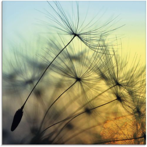 4062144101759 - Glasbild ARTLAND Goldener Sonnenuntergang und Pusteblumen Bilder Gr B H 40 cm x 40 cm Blumen 1 St gelb Glasbilder Bilder in verschiedenen Größen