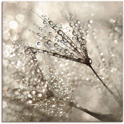 4057738025658 - Wandbild ARTLAND Pusteblume Tautropfen Bilder Gr B H 40 cm x 40 cm Leinwandbild Blumen 1 St beige (naturfarben) Bild Kunstdruck Leinwandbild Metallbilder Bilder als Alubild Leinwandbild Wandaufkleber oder Poster in versch Größen
