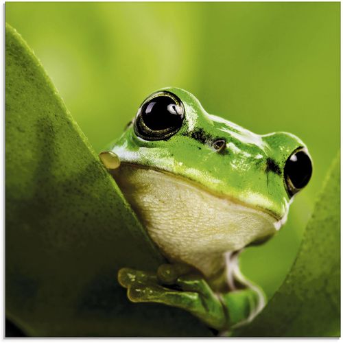 4055327040624 - Glasbild ARTLAND Ausspähender Frosch Bilder Gr B H 30 cm x 30 cm Wassertiere 1 St grün Glasbilder Bilder in verschiedenen Größen 4055327040624 - Glasbild ARTLAND Ausspähender Frosch Bilder Gr B H 30 cm x 30 cm Wassertiere 1 St grün Glasbilder Bilder in verschiedenen Größen