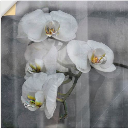 4057738657255 - Wandbild ARTLAND Weisse Orchideen - white Orchid Bilder Gr B H 40 cm x 40 cm Wandaufkleber - Vinyl Blumen 1 St schwarz Bild Kunstdruck Poster Bilder als Leinwandbild Wandaufkleber oder in versch Größen