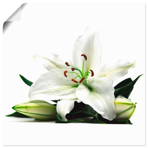 4059745917490 - Wandbild ARTLAND Große Lilie Bilder Gr B H 40 cm x 40 cm Poster Blumen quadratisch 1 St weiß Bild Poster Bilder als Alubild Leinwandbild Wandaufkleber oder in versch Größen 4059745917490 - Wandbild ARTLAND Große Lilie Bilder Gr B H 40 cm x 40 cm Poster Blumen quadratisch 1 St weiß Bild Poster Bilder als Alubild Leinwandbild Wandaufkleber oder in versch Größen