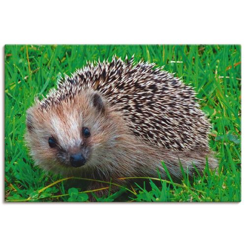 4058661428776 - Wandbild ARTLAND Igel Blick Bilder Gr B H 30 cm x 20 cm Leinwandbild Wildtiere Querformat 1 St beige (naturfarben) Bild Leinwandbild Kunstdrucke Bilder als Alubild Leinwandbild Wandaufkleber oder Poster in versch Größen 4058661428776 - Wandbild ARTLAND Igel Blick Bilder Gr B H 30 cm x 20 cm Leinwandbild Wildtiere Querformat 1 St beige (naturfarben) Bild Leinwandbild Kunstdrucke Bilder als Alubild Leinwandbild Wandaufkleber oder Poster in versch Größen
