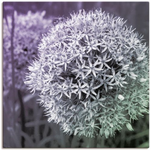 4055327139984 - Wandbild ARTLAND Lila Sensation I Bilder Gr B H 70 cm x 70 cm Leinwandbild Blumen 1 St lila Bild Poster Bilder als Alubild Leinwandbild Wandaufkleber oder in versch Größen