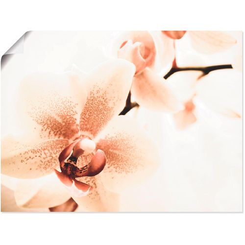 4055327924894 - Wandbild ARTLAND Orchidee abstrakte Collage Bilder Gr B H 40 cm x 30 cm Poster Blumen 1 St beige (naturfarben) Kunstdrucke als Leinwandbild Wandaufkleber oder Poster in versch Größen