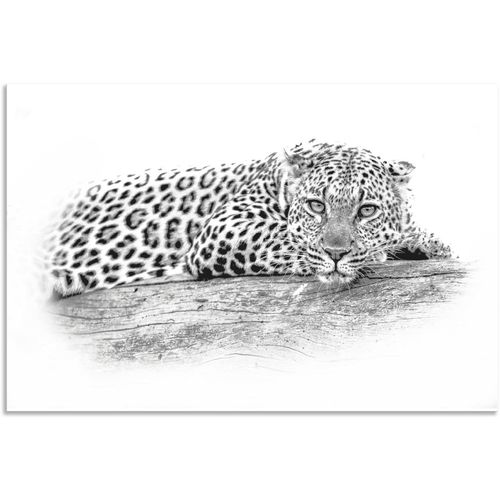 4062144585948 - Wandbild ARTLAND Leopard High Key Optik Bilder Gr B H 60 cm x 40 cm Alu-Dibond-Druck Wildtiere Querformat 1 St schwarz Kunstdrucke als Alubild Leinwandbild Wandaufkleber oder Poster in versch Größen