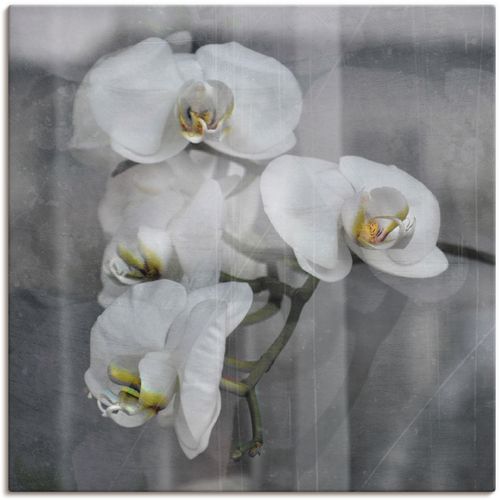 4055327669115 - Wandbild ARTLAND Weisse Orchideen - white Orchid Bilder Gr B H 40 cm x 40 cm Leinwandbild Blumen 1 St schwarz Bild Kunstdruck Poster Bilder als Leinwandbild Wandaufkleber oder in versch Größen