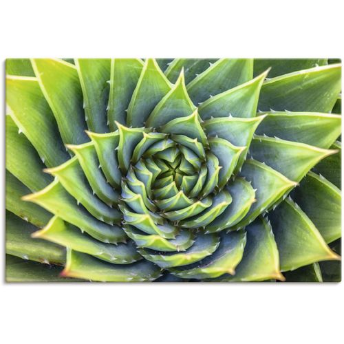4062144660805 - Wandbild ARTLAND Grüne Spirale Bilder Gr B H 60 cm x 40 cm Leinwandbild Pflanzenbilder Querformat 1 St grün Kunstdrucke als Alubild Leinwandbild Wandaufkleber oder Poster in versch Größen